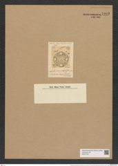 Pseudauliscus nebulosus (Grev.) Rattr. (de-Toni-Nr.: Genus 172, Species 4429) Zeichnungen Sammlung Grunow Nr. 7989 (NHMW-BOT-W0377281)